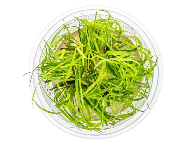 Kriechende Binse - Juncus repens in vitro